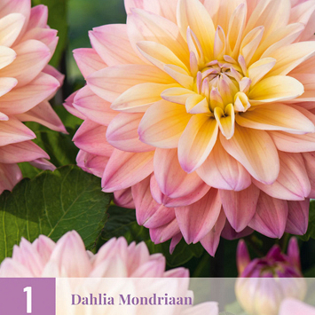 X 1 DAHLIA MONDRIAAN I