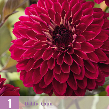 X 1 DAHLIA QUIN I