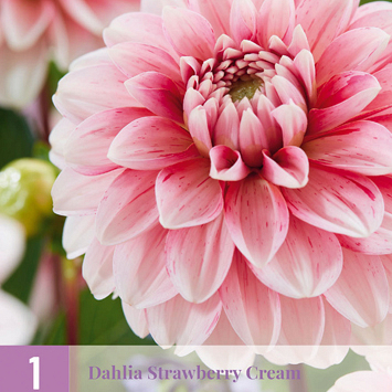 X 1 DAHLIA STRAWBERRY CREAM I