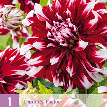 X 1 DAHLIA X-FACTOR I