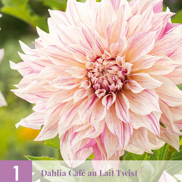 X 1 DAHLIA CAFE AU LAIT TWIST I