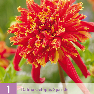 X 1 DAHLIA OCTOPUS SPARKLE I