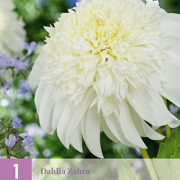 X 1 DAHLIA ZAHRA I