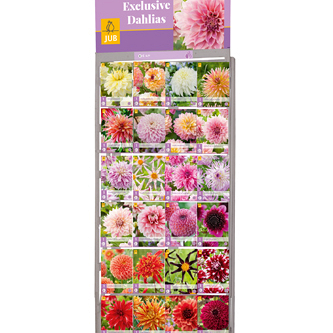 DISPLAY EXCLUSIEVE DAHLIAS (24 x 5) I