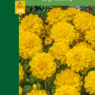 X 1 DAHLIA DECORATIVE BORDER YELLOW I