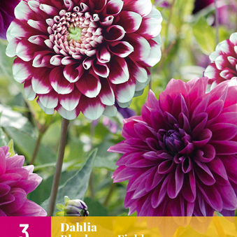 X 3 DAHLIA BLUEBERRY FIELDS I