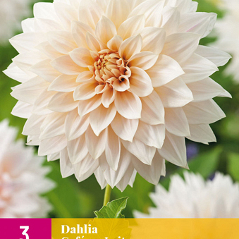 X 3 DAHLIA CAFE AU LAIT I