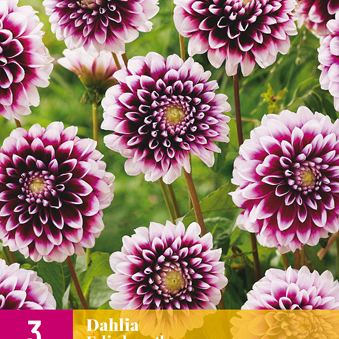 X 3 DAHLIA EDINBURGH I