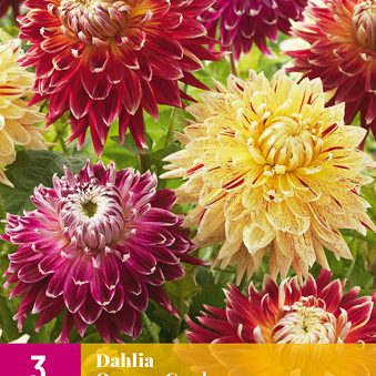 X 3 DAHLIA QUEENS GARDEN I