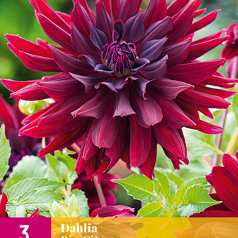 X 3 DAHLIA RIP CITY I