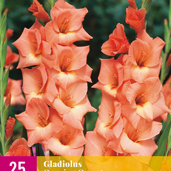 X 25 GLADIOLUS ORANGE 12/14