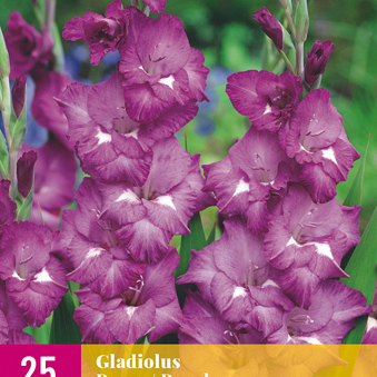 X 25 GLADIOLUS PURPLE 12/14