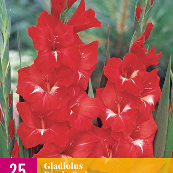 X 25 GLADIOLUS RED 12/14