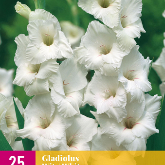 X 25 GLADIOLUS WHITE 12/14