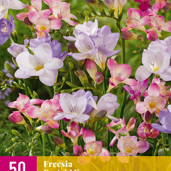 X 50 FREESIA PASTEL MIX 5/+