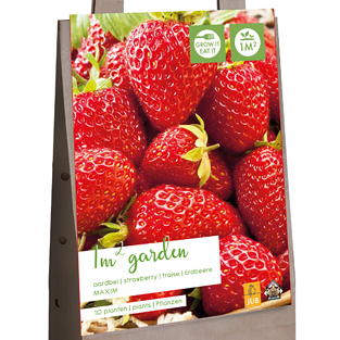 X 1 GARDEN BAG 10 FRAGARIA / AARDBEIENPLANTEN MAXIM I