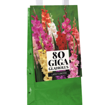 X 1 TAS 80 GLADIOLUS MIX 10/12