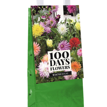 X 1 TAS 5 DAHLIA CACTUS MIX I