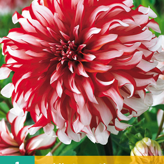 X 1 DAHLIA SANTA CLAUS I