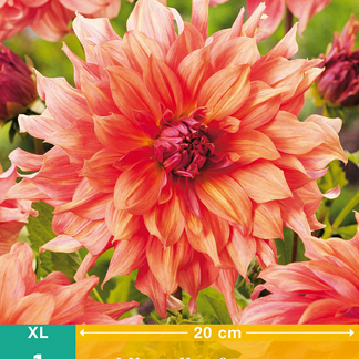 X 1 DAHLIA BELLE OF BARMERA I