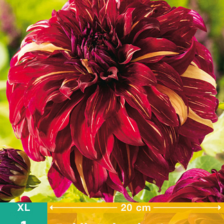 X 1 DAHLIA BOHEMIAN SPARTACUS I