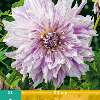 X 1 DAHLIA MOM'S SPECIAL I