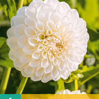 X 1 DAHLIA BOOM BOOM WHITE I