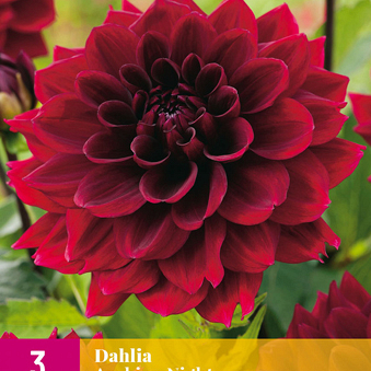 X 3 DAHLIA ARABIAN NIGHT I