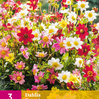 X 3 DAHLIA TOPMIX I