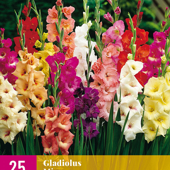 X 25 GLADIOLUS MIX 12/14