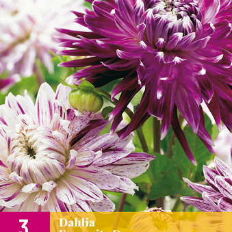 X 3 DAHLIA FAVOURITE DANCE I