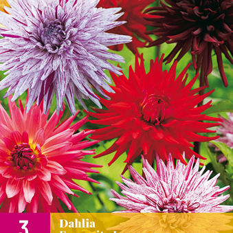 X 3 DAHLIA FAVOURITE LOVE I