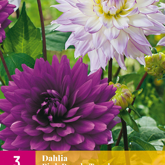 X 3 DAHLIA PINK PURPLE TOUCH I