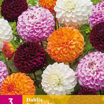 X 3 DAHLIA POMPON MIX I