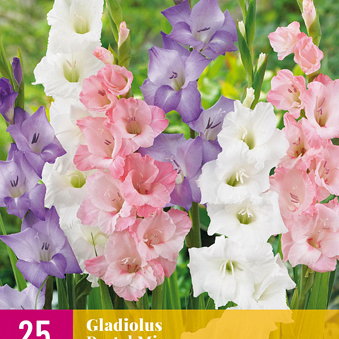 X 25 GLADIOLUS PASTEL MIX 12/14