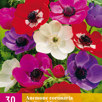 X 30 ANEMONE DE CAEN MIX   5/6