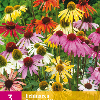 X 3 ECHINACEA BREEDERS MIX I