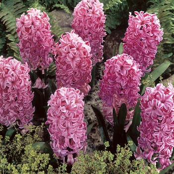 X   50 HYACINTHUS PINK ROSY 16/17