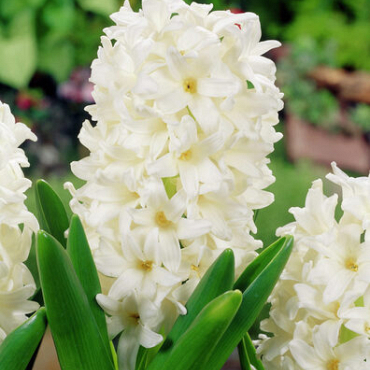 X   50 HYACINTHUS WHITE ROSY 18/19