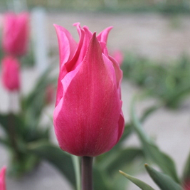 X 100 TULIPA PRETTY LOVE 11/12