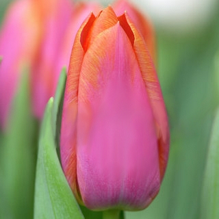 X 100 TULIPA ORANGE DYNASTY 12/+