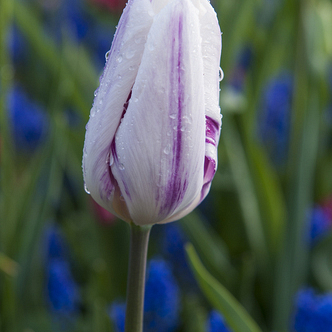 X 100 TULIPA HAMSTER 12/+