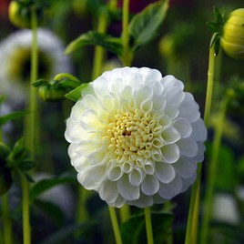 X 10 DAHLIA SNOWFLAKE I