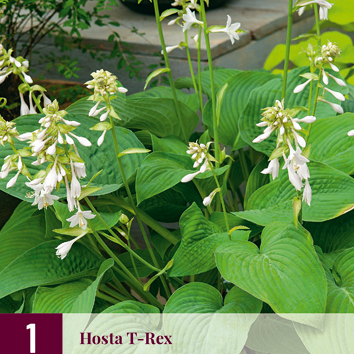 X 1 HOSTA T-REX I