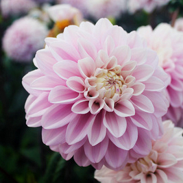 X 10 DAHLIA ESPACIO I