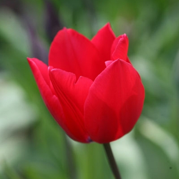 X 100 TULIPA RED ROVER 12/+