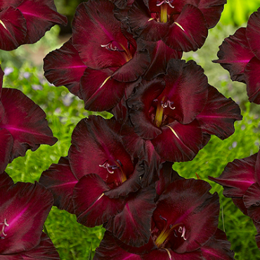 X 100 GLADIOLUS BLACK SURPRISE 12/14