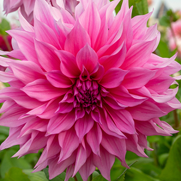 X 10 DAHLIA CAFE AU LAIT ROSE I