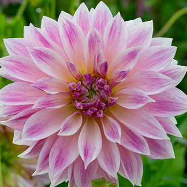 X 10 DAHLIA CAFE AU LAIT ROYAL I