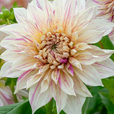 X 10 DAHLIA CAFE AU LAIT TWIST I